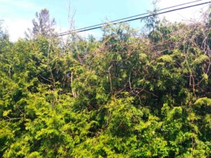 cedar hedge removal